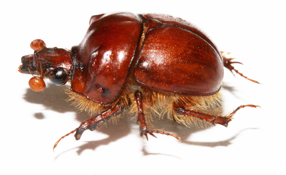 Subfamily Bolboceratinae · iNaturalist