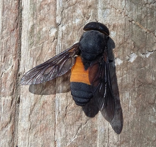 Hybomitra cincta