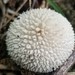 Peeling Puffball - Photo (c) jhinds, all rights reserved, uploaded by jhinds