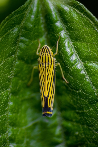 Yellow-striped Leafhopper