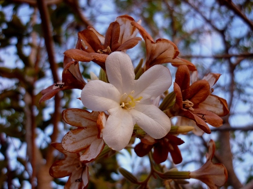 Cordia glabrata