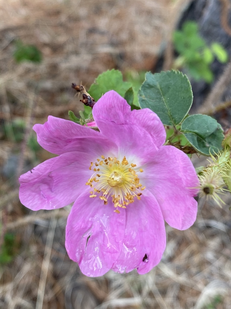 Prickly Wild Rose from Övörkhangai, MN on July 2, 2020 at 02:38 PM by ...