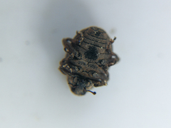 Rhinoncus pericarpius image