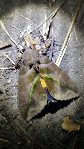 Eudocima divitiosa