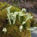 Greater Sulphur-cup Lichen - Photo (c) Ida B D Jacobsen, all rights reserved, uploaded by Ida B D Jacobsen
