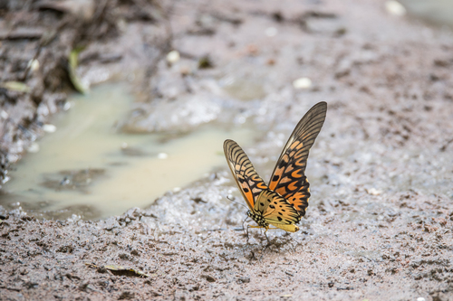 Papilio antimachus antimachus