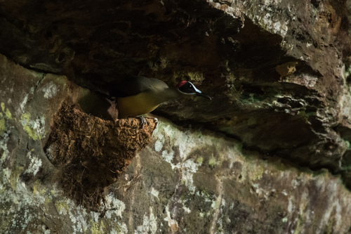 Grey-necked Rockfowl