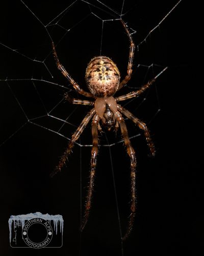 Tawhai arborea (Urquhart, 1891)