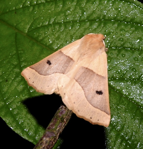 Scalloped Oak