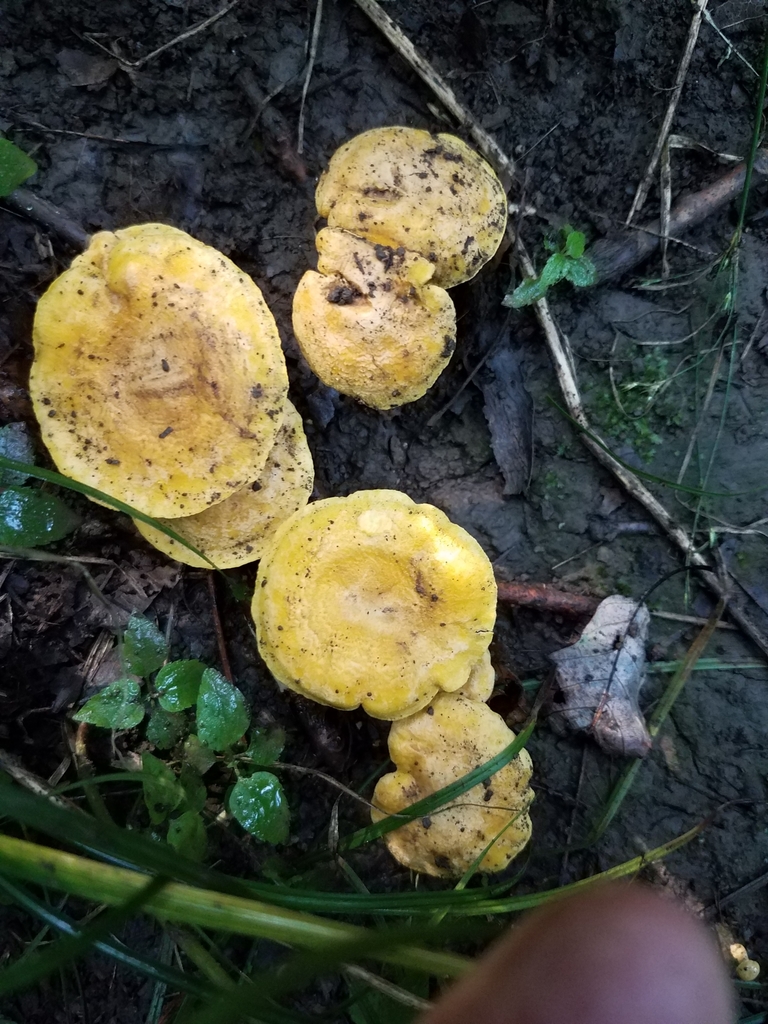 chanterelles from Addyston, OH, USA on July 10, 2020 at 1000 AM by joycerichter · iNaturalist