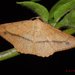 Pseudonadagara semicolor - Photo (c) Roger C. Kendrick, todos los derechos reservados