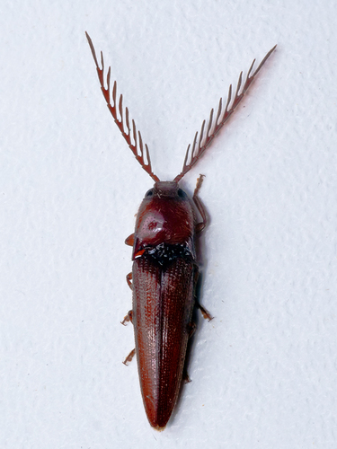 Genus Crepidius · iNaturalist