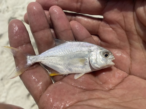 Florida Pompano
