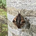 Marumba gaschkewitschii echephron - Photo 由 Kai Kavanagh 所上傳的 (c) Kai Kavanagh，保留所有權利