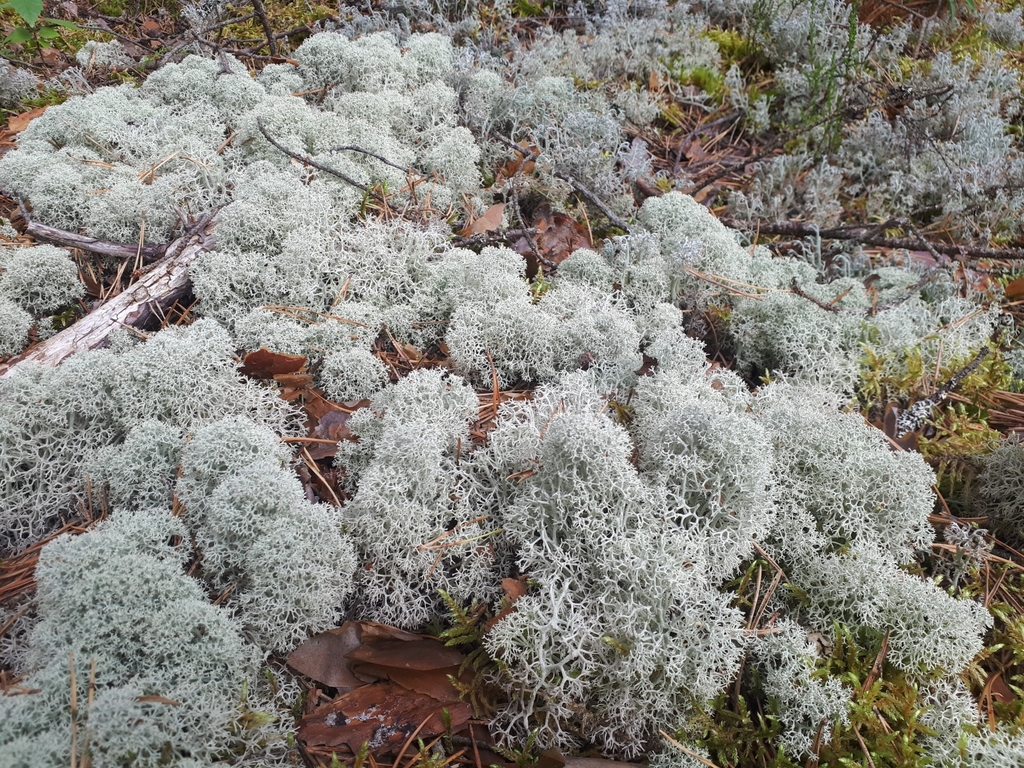 Star-tipped Reindeer Lichen from Кубулская волость, LV-4566, Латвія on ...