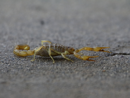 Olivierus caucasicus