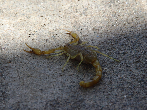 Olivierus caucasicus