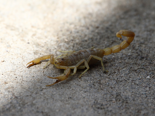 Olivierus caucasicus