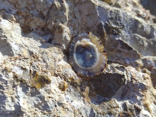 Black-footed Limpet