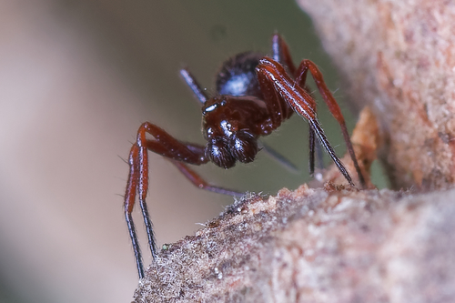 Ant-eating theridiid