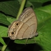 Mariposa Sátira de Dos Pupilas - Photo (c) A. R. Observaciones, todos los derechos reservados, subido por A. R. Observaciones