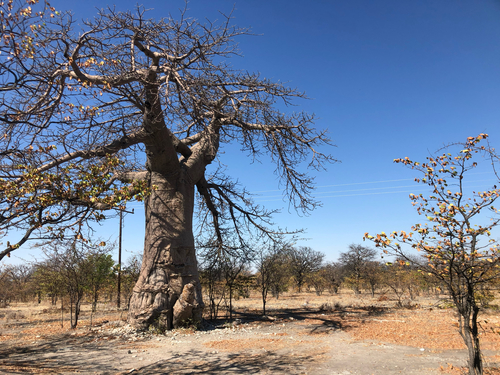 African baobab