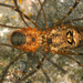 Amilenus aurantiacus - Photo (c) gernotkunz, all rights reserved, uploaded by gernotkunz