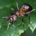 Hormigas Rojas de la Madera - Photo (c) gernotkunz, todos los derechos reservados, uploaded by gernotkunz