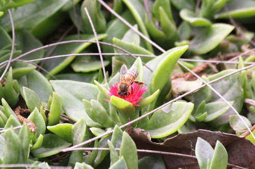 photo of Western Honey Bee (Apis mellifera)