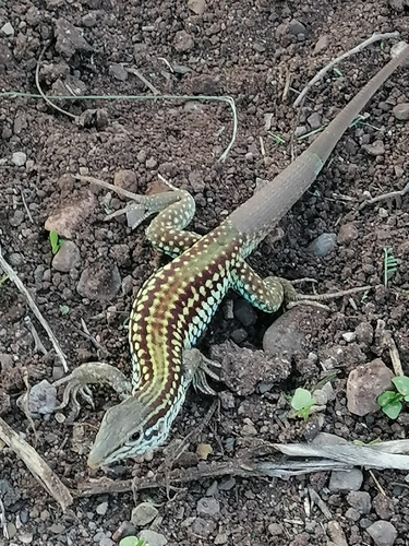 Western Mexico Whiptail