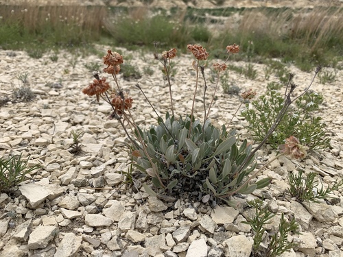 Eriogonum jamesii var. simplex
