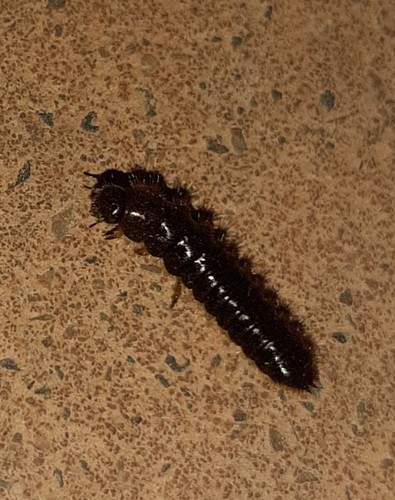 Hairy Darkling Beetle