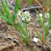Tallow Weed - Photo (c) Green Rosettas, all rights reserved, uploaded by Green Rosettas