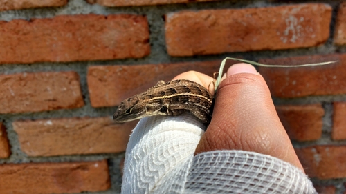 San Gabriel Bunchgrass Lizard