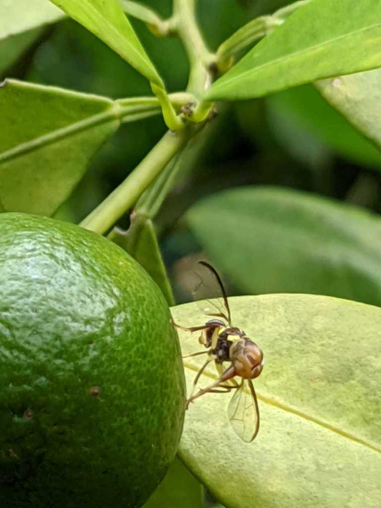 Oriental Fruit Fly from Jurong East, Singapore on July 11, 2020 at 02: ...