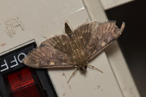 Proteurrhypara ocellalis