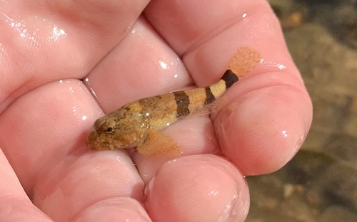 Banded Sculpin