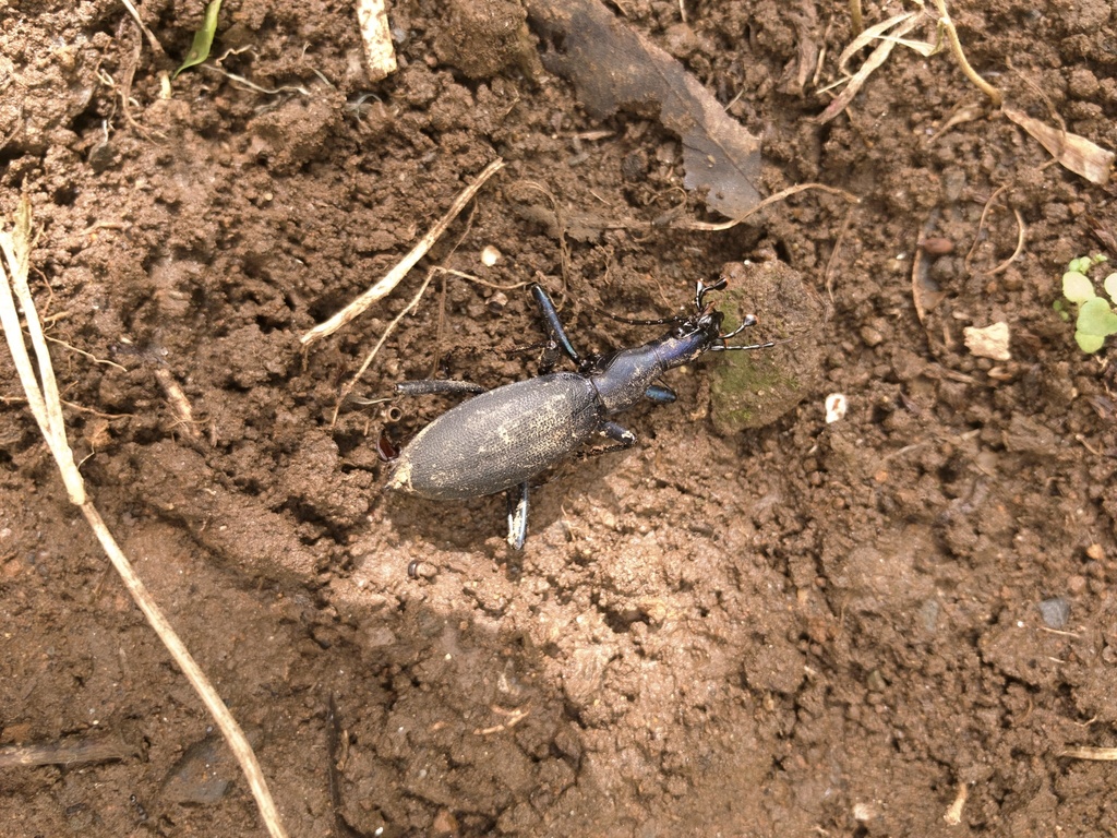 『片瞑り』~ Carabus blaptoides~ 片瞑り』~ Carabus blaptoides~ Carabus Blaptoides Which Snail