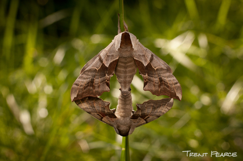 Western Eyed Sphinx