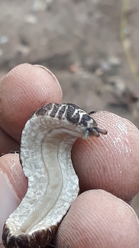 Harold Dundee's Leatherback Slug