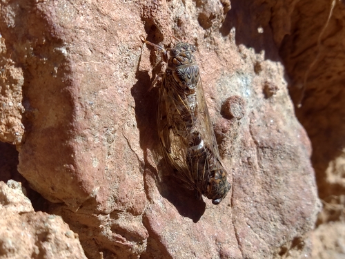 Cicada barbara