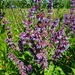 Salvia verticillata - Photo (c) Darya Zhuravleva, כל הזכויות שמורות, הועלה על ידי Darya Zhuravleva