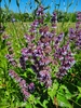 Salvia verticillata - Photo (c) Darya Zhuravleva, todos los derechos reservados, subido por Darya Zhuravleva