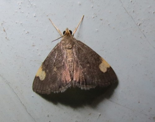 Evergestis unimacula Grote & Robinson