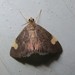 Large-spotted Evergestis Moth - Photo (c) John Ratzlaff, all rights reserved, uploaded by J. Allen Ratzlaff