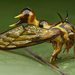 Heteronotus vespiformes - Photo (c) Eerika Schulz, todos los derechos reservados