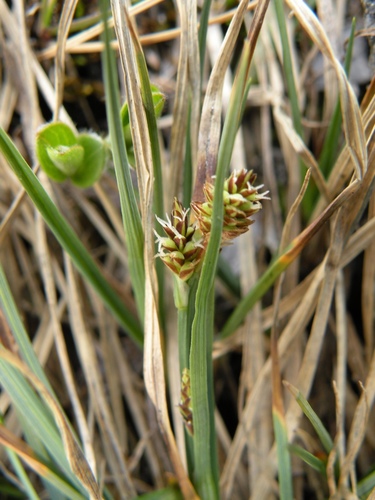 Carex rufina
