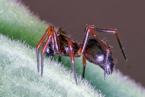 Ant-eating theridiid