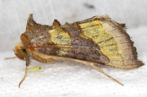 Burnished Brass