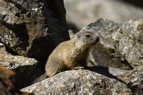 Alpine Marmot